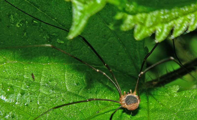 opilione e 2 ragnetti.